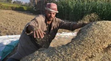 تطور جديد.. سعر طن الأرز الشعير اليوم يخالف التوقعات تحديث الأسعار في المضارب والأسواق 1